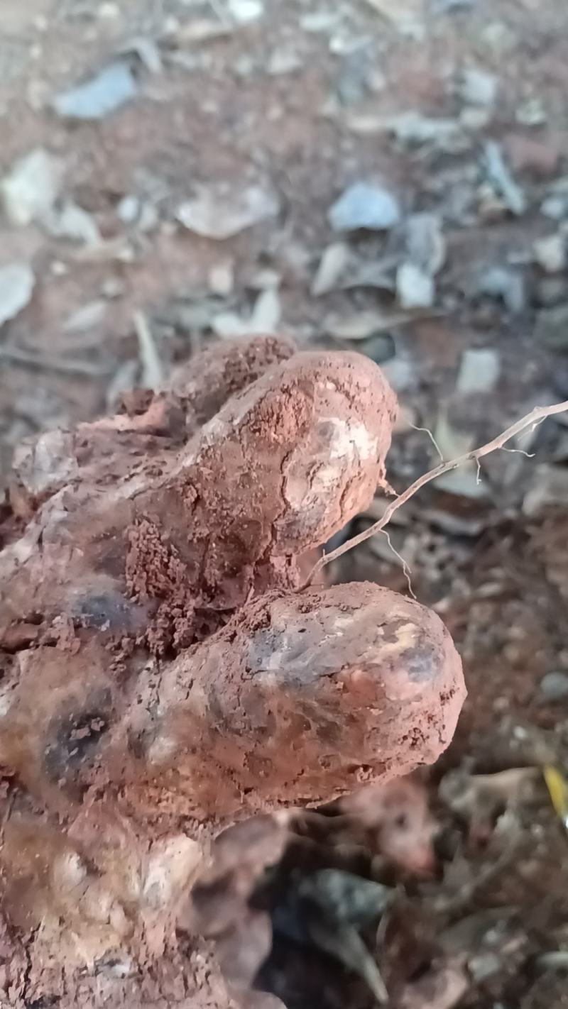 野生新鲜白肉土茯苓