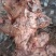 野生新鲜白肉土茯苓
