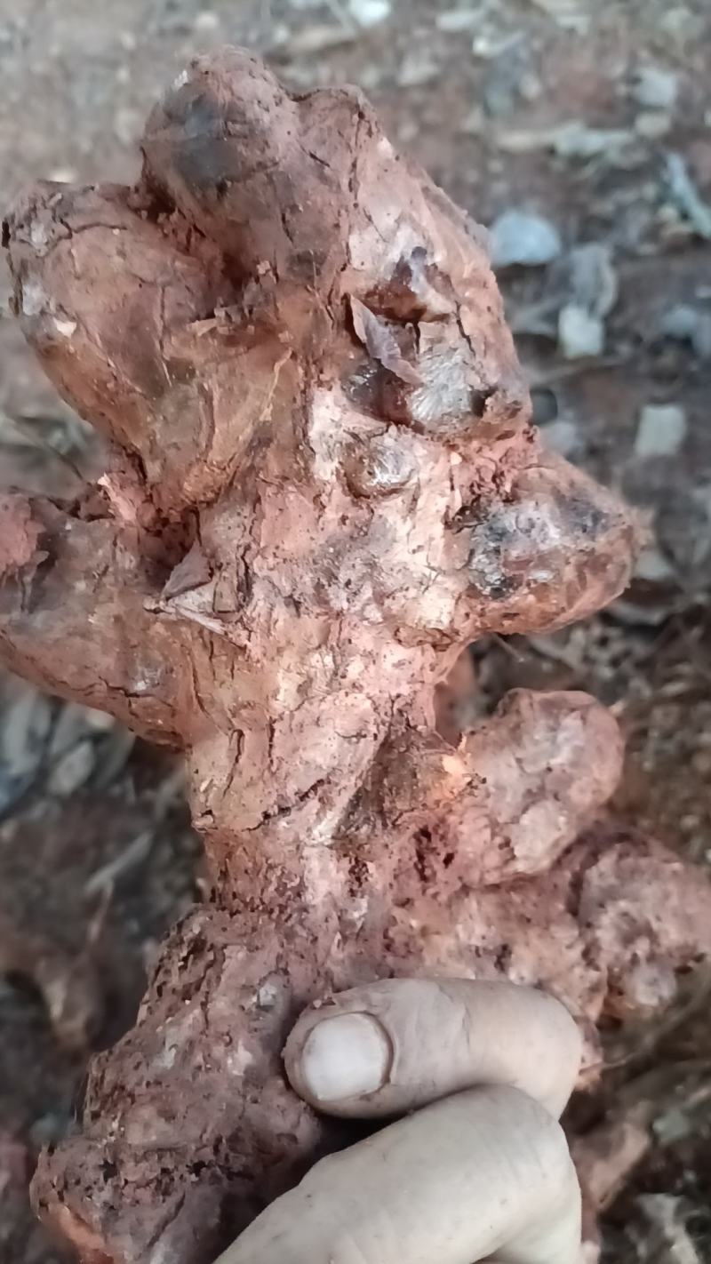 野生新鲜白肉土茯苓