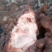 野生新鲜白肉土茯苓