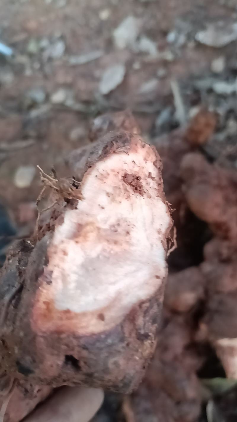 野生新鲜白肉土茯苓