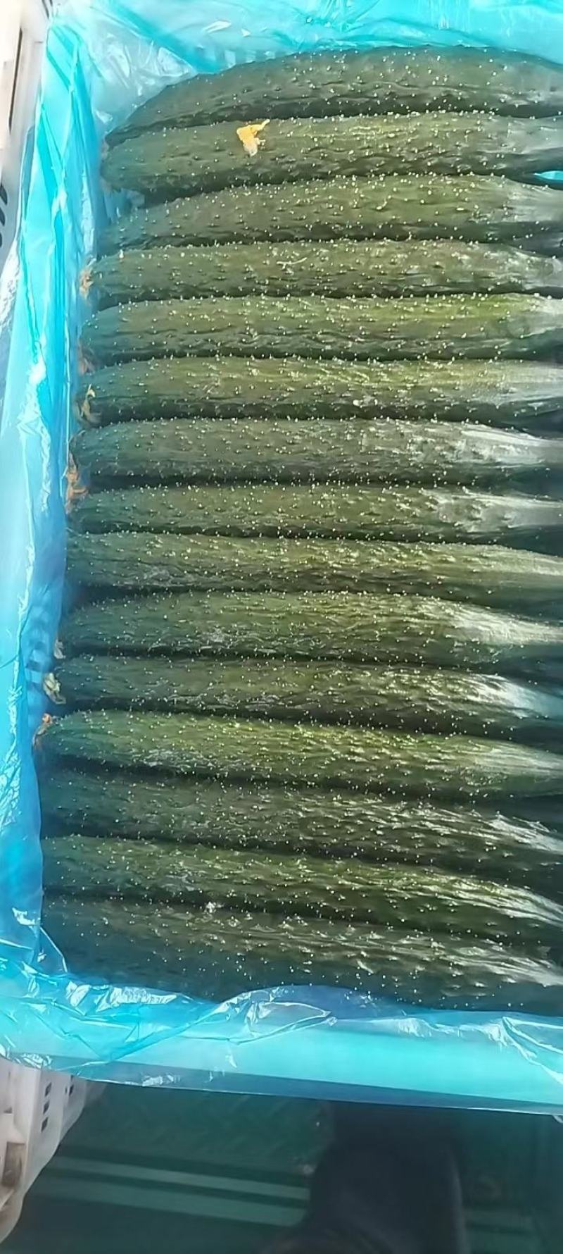 密刺黄瓜精品电商货大量上市，价格便宜，诚信经营，可视频看货