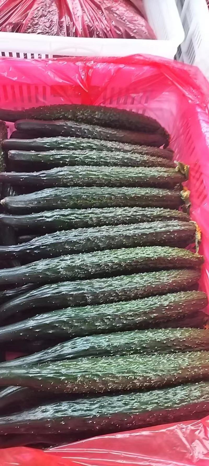 密刺黄瓜精品电商货大量上市，价格便宜，诚信经营，可视频看货