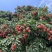 【新鲜】特级白糖罂荔枝种植基地直发皮薄肉厚甜度高欢迎来电