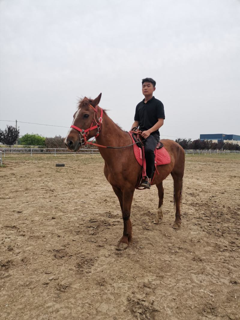 肩高1.6米适合乘骑大人小孩都可以乘骑青草干草都可以喂
