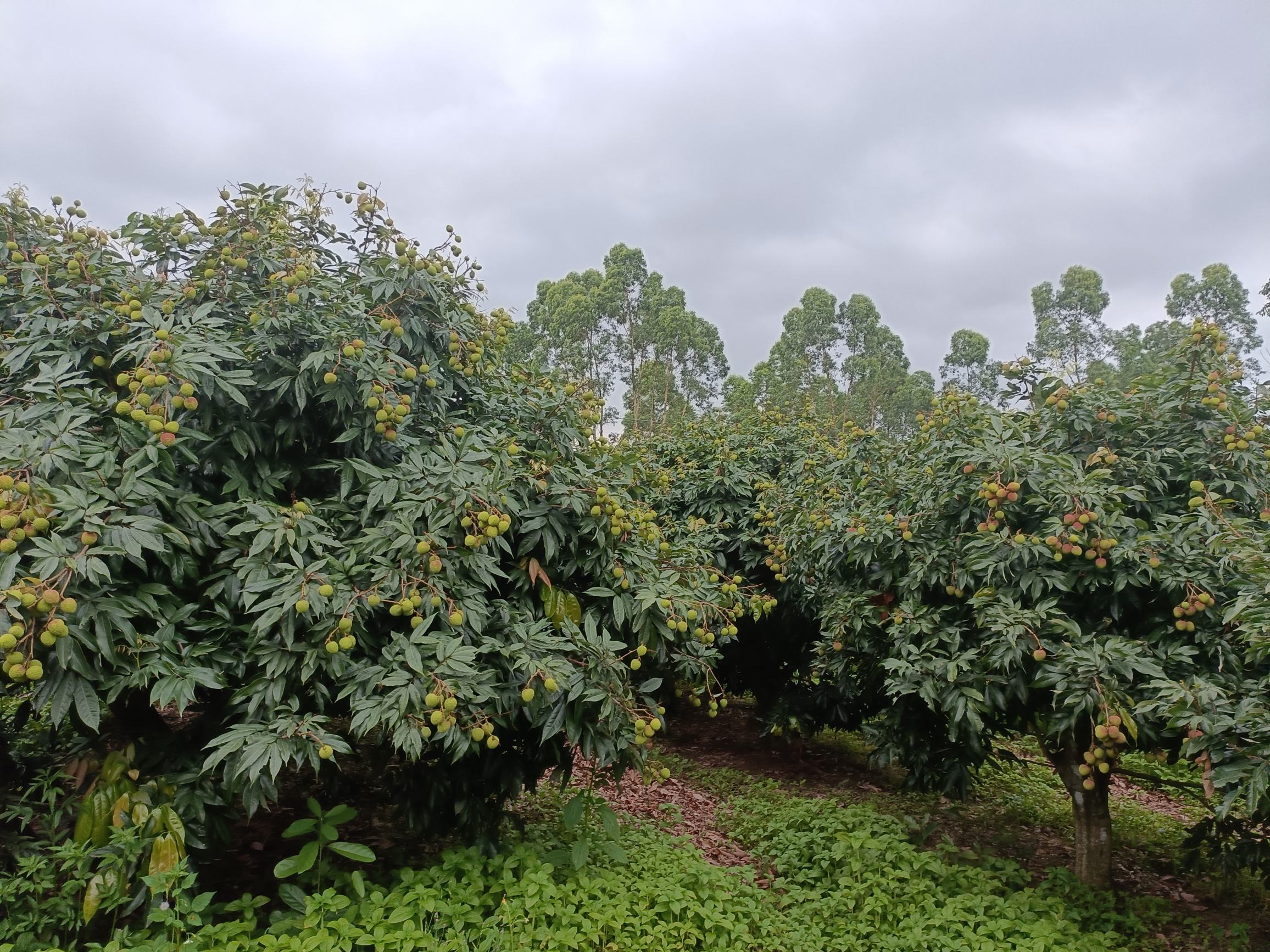 荔枝果园航拍图