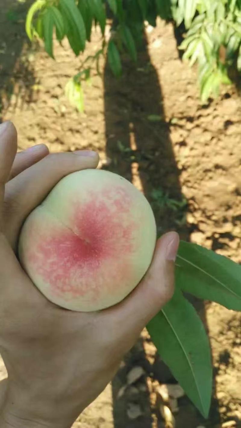 桃大久保桃罐头桃产区直发保质保量
