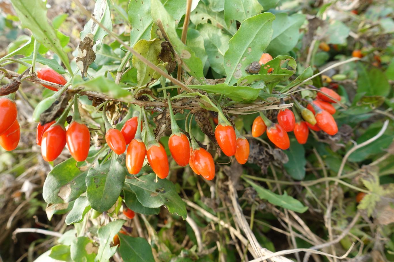 精河红枸杞种植基地