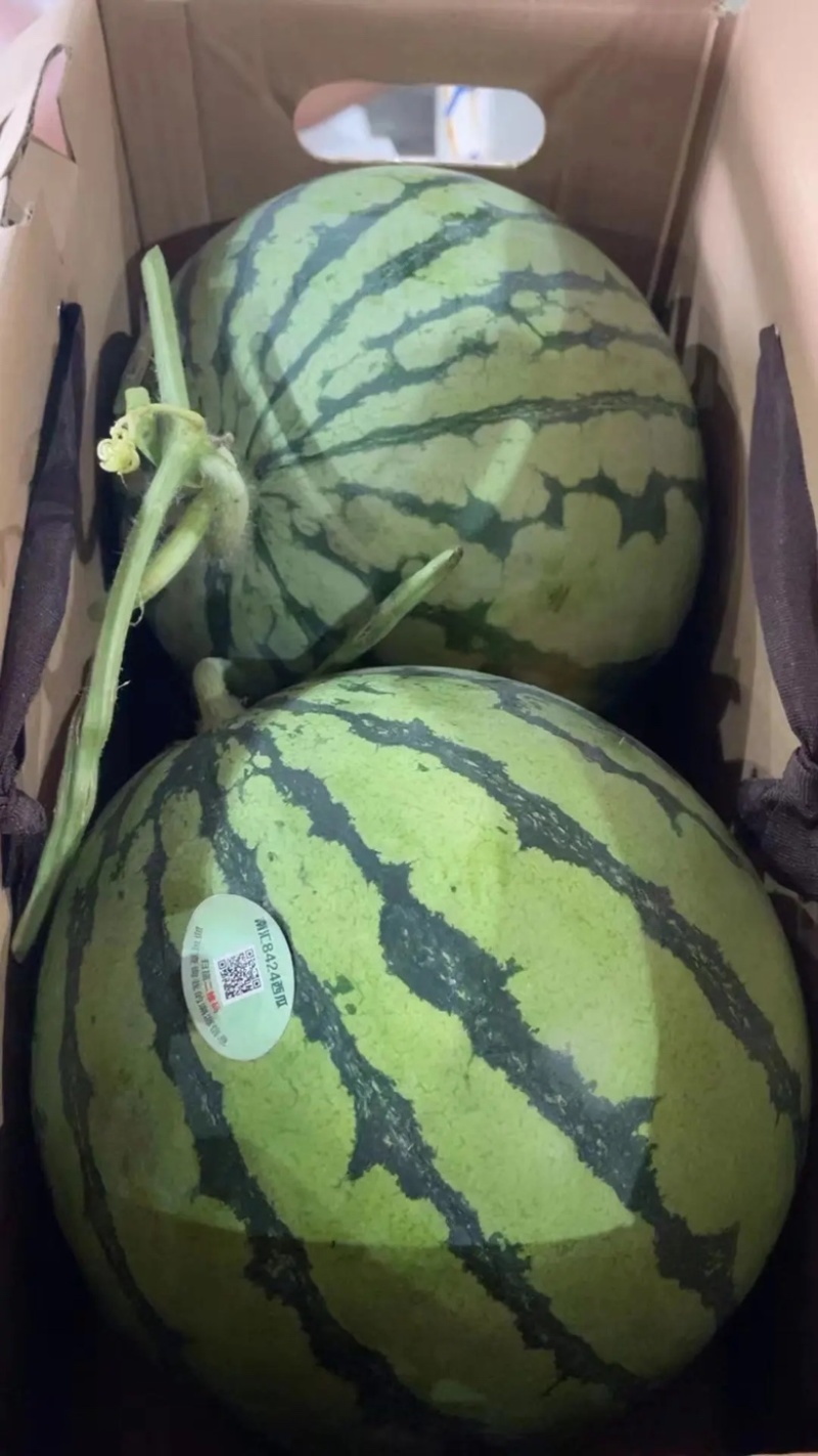 嫁接西瓜苗产地直供质量保证一手货源对接商超