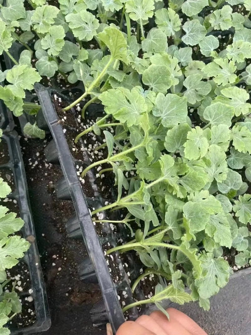 嫁接西瓜苗产地直供质量保证一手货源对接商超