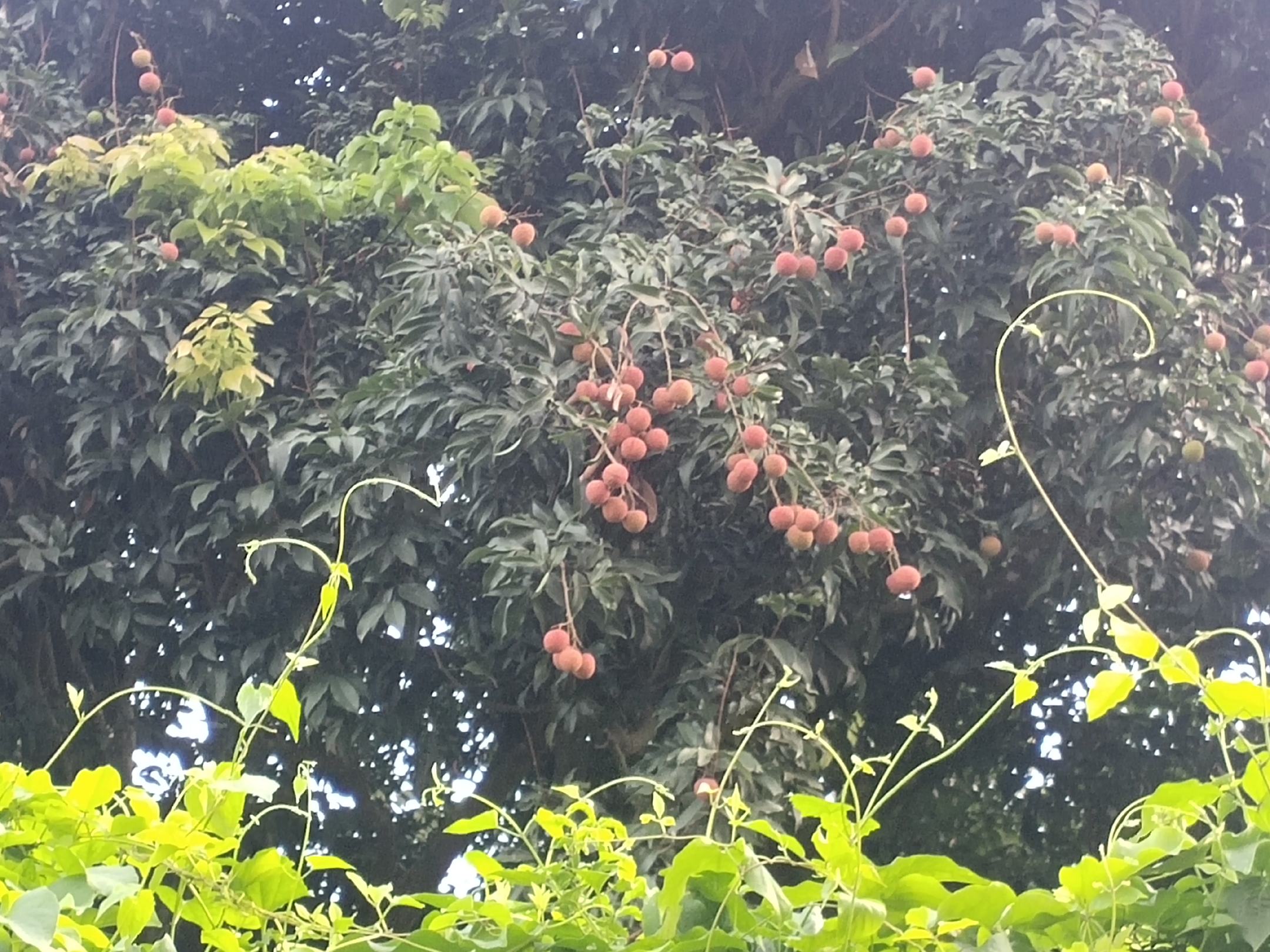 白蜡荔枝与白糖罂荔枝对比图