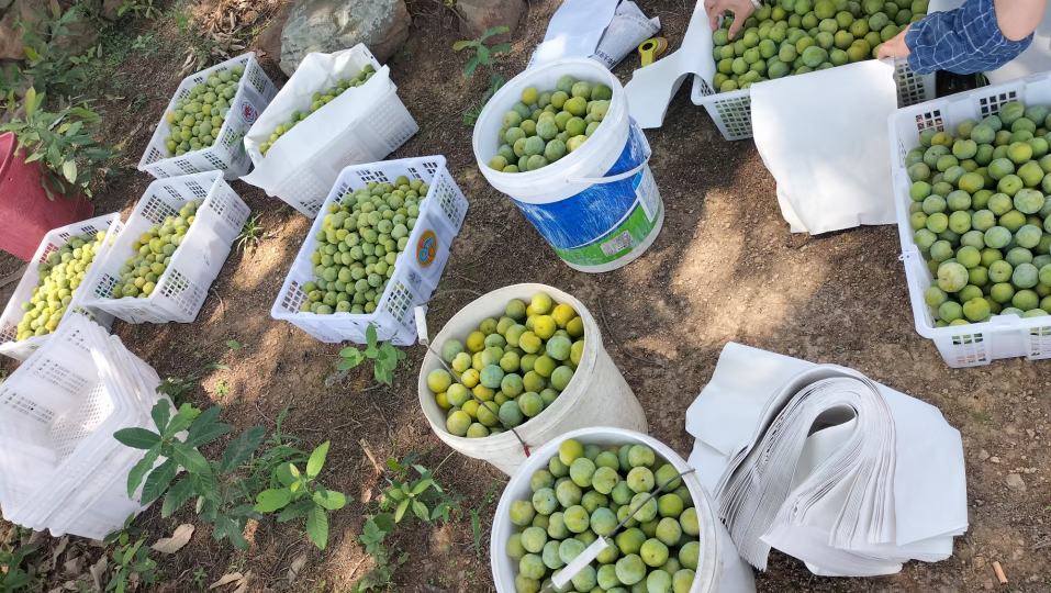 新鲜李子果篮展示图