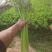 芹菜，西芹
