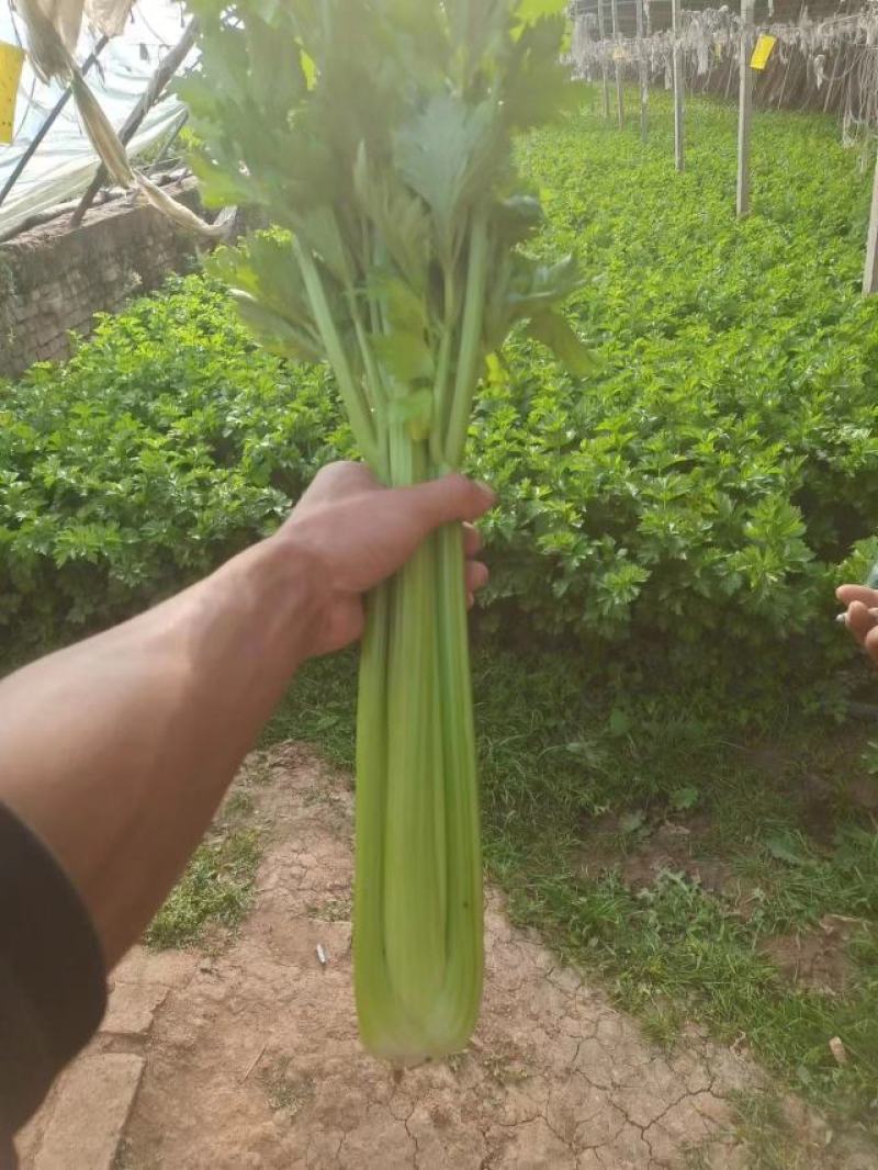 芹菜，西芹