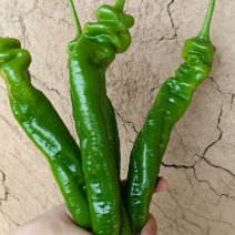 陇椒