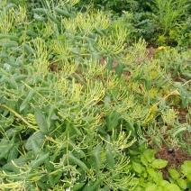 金银花、