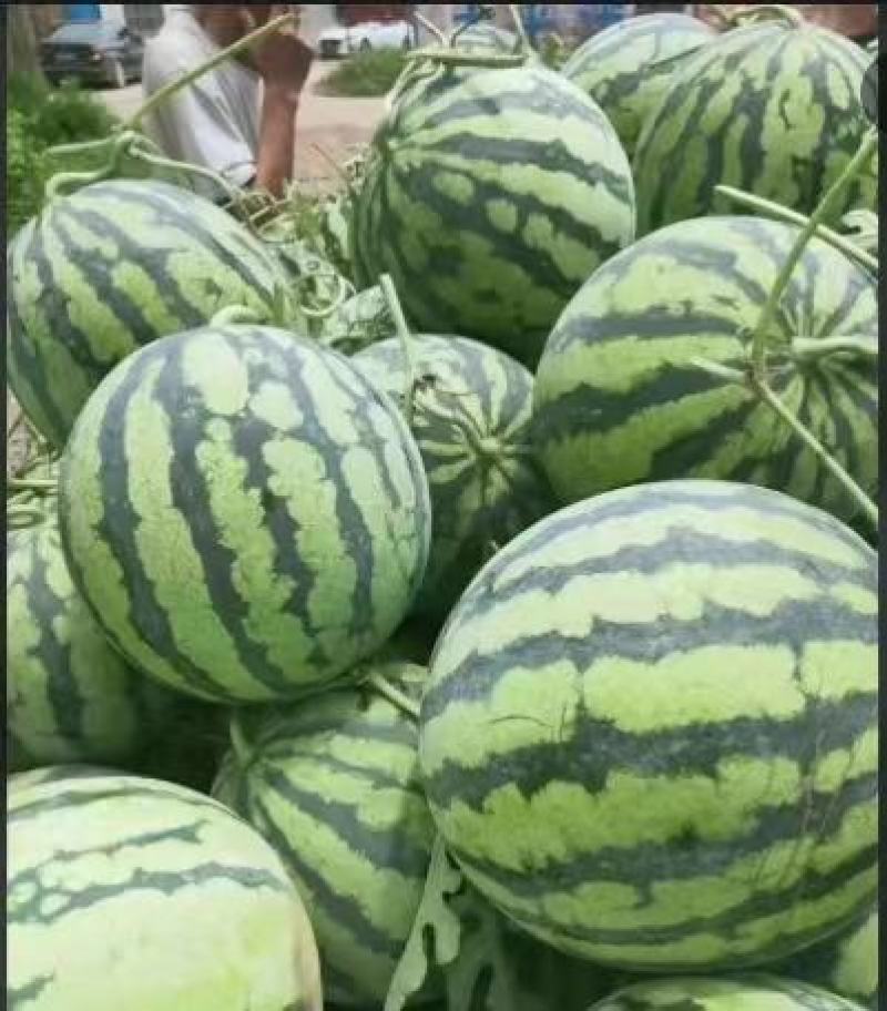 天津市宝坻区美都麒麟西瓜头茬无籽精品西瓜大棚麒麟西瓜