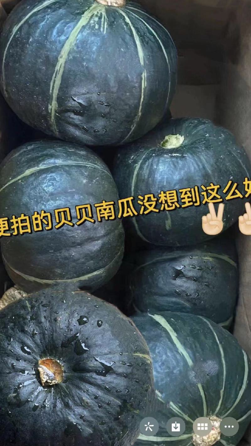 陕西精品板栗南瓜，银栗贝贝南瓜，基地直发货源充足产地直发