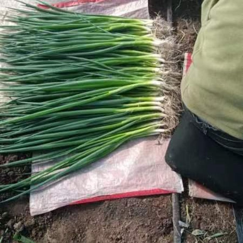 东北产地直发精品小葱，大棚香葱，陆地香葱，质量好价格实惠