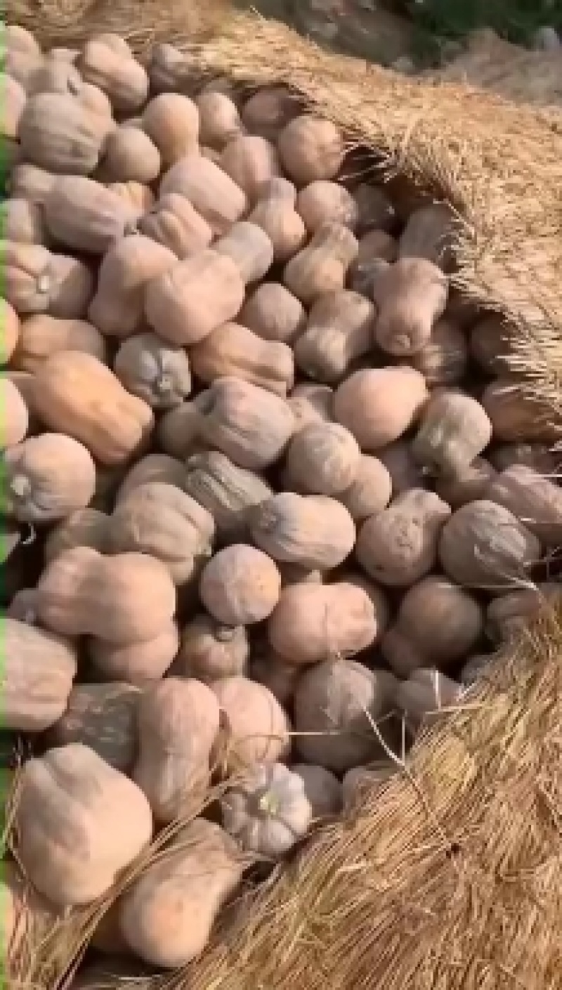 小金香南瓜！湖北南瓜！适合出囗！商超！各大批发市场