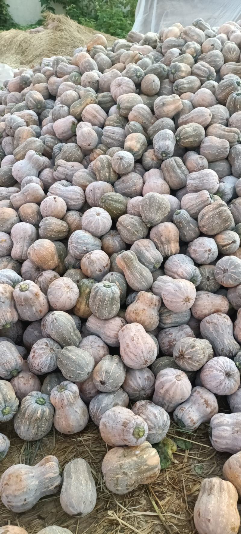 小金香南瓜！湖北南瓜！适合出囗！商超！各大批发市场