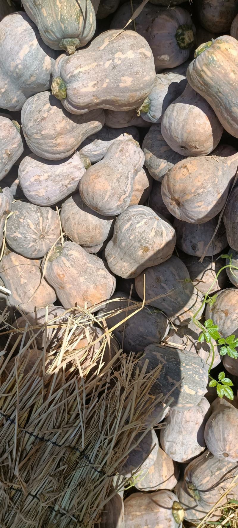 小金香南瓜！湖北南瓜！适合出囗！商超！各大批发市场