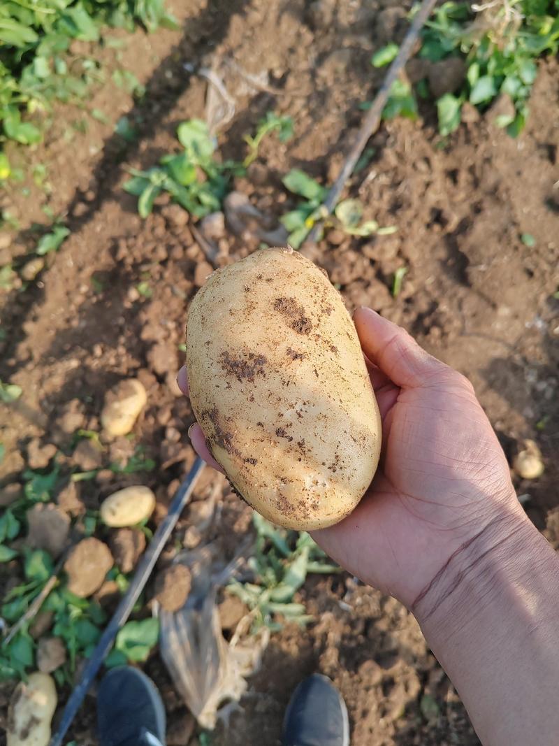【热卖中】沃土5土豆，实验土豆大量供货产地一条龙服务