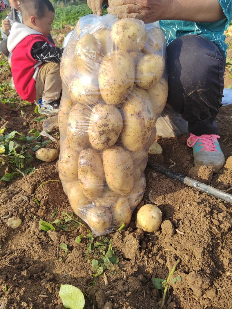 【热卖中】沃土5土豆，实验土豆大量供货产地一条龙服务