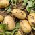 【热卖中】沃土5土豆，实验土豆大量供货产地一条龙服务
