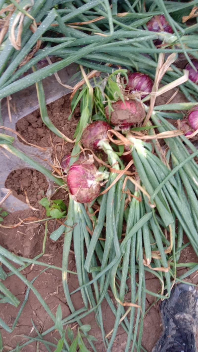 秦红宝3号二红洋葱自已种的40亩