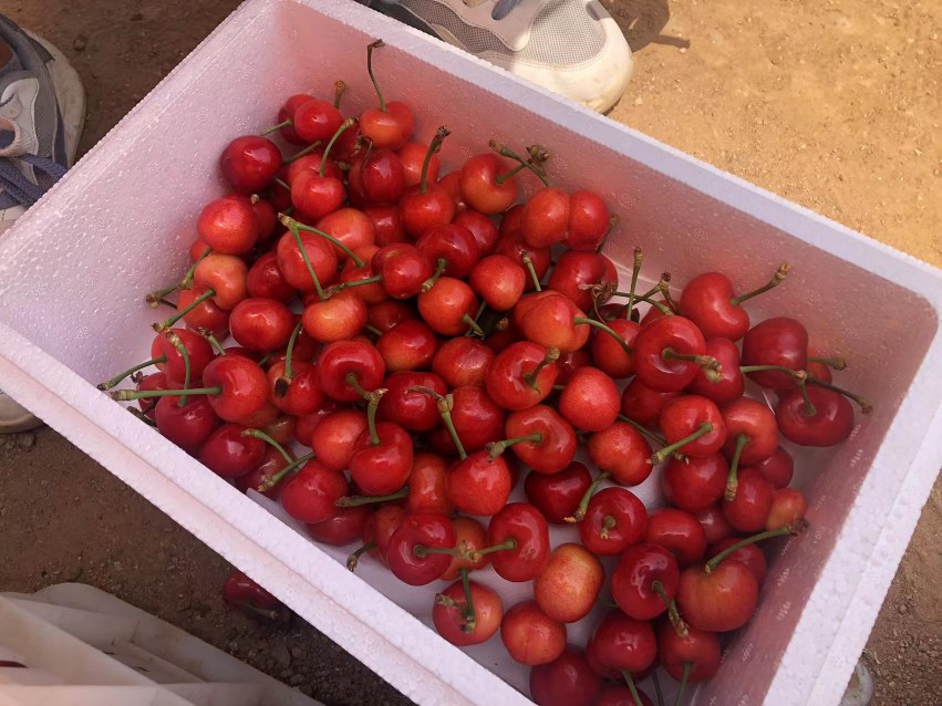 展示将美早樱桃放入保鲜盒并置于冰箱冷藏中的场景 美早樱桃冷藏保存方法