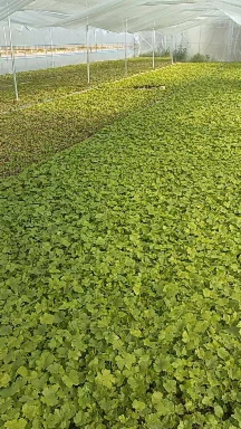 红提葡萄苗，果实粒大汁多，果肉厚，耐运输，丰产，抗病。