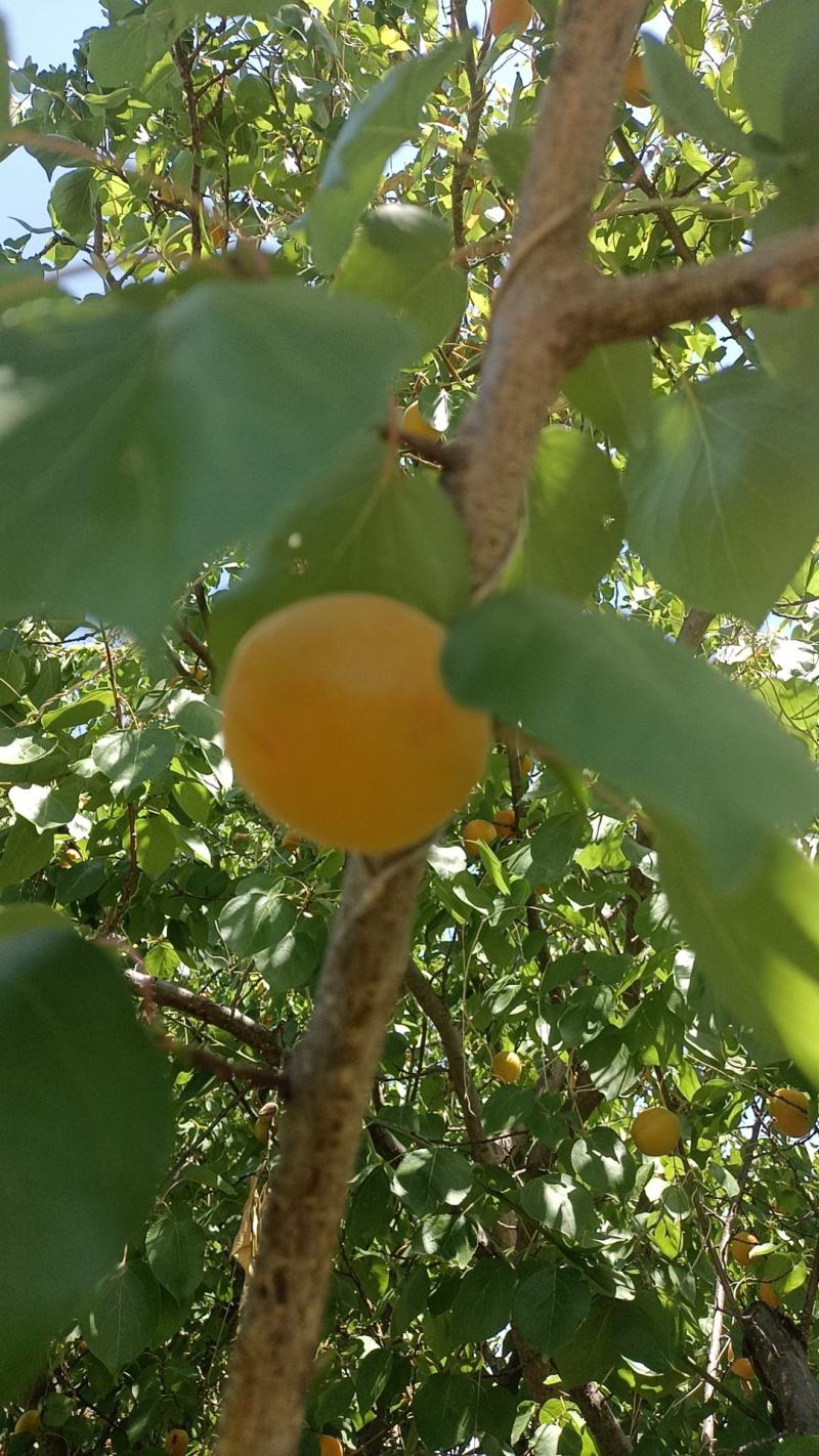 金太阳杏，丰园红杏，大量上市中，有需要的联系我，加工厂用