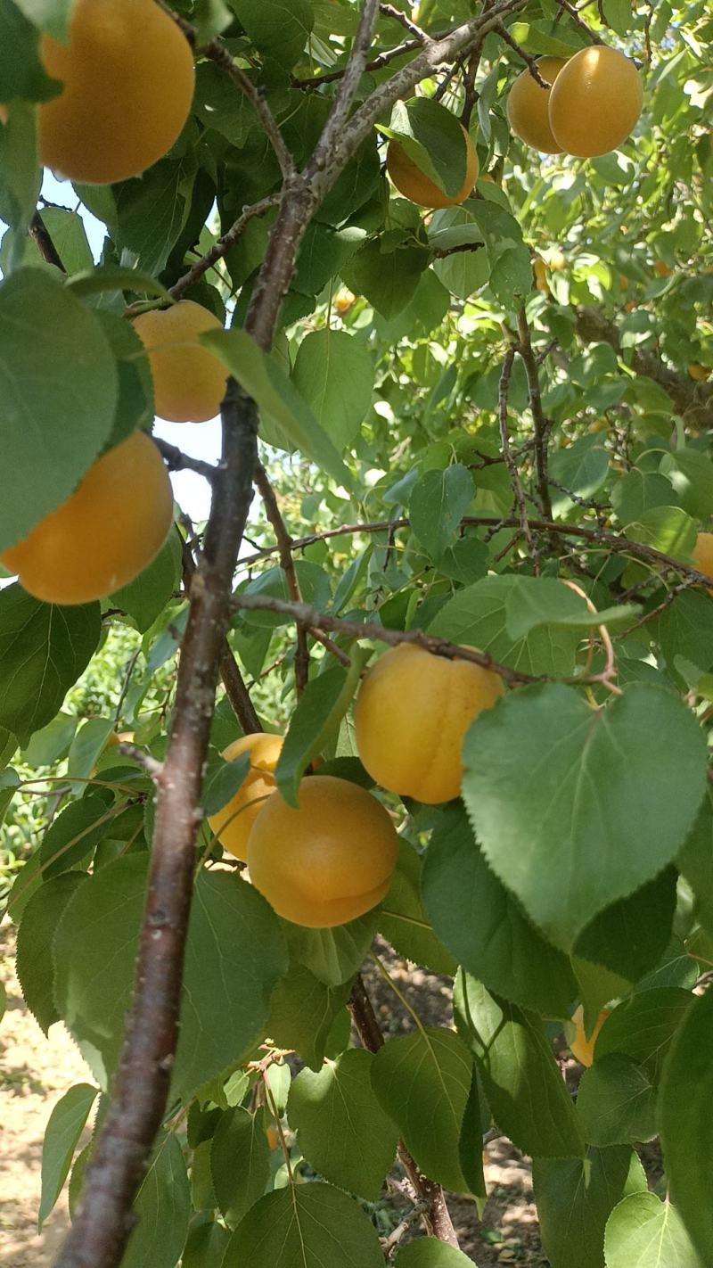 金太阳杏，丰园红杏，大量上市中，有需要的联系我，加工厂用