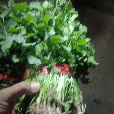 香河产地常年直供精品大叶香菜