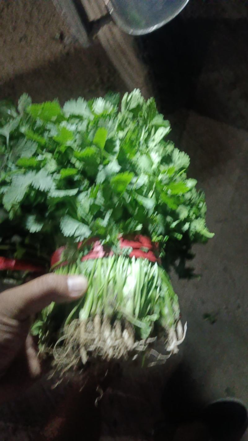 香河产地常年直供精品大叶香菜