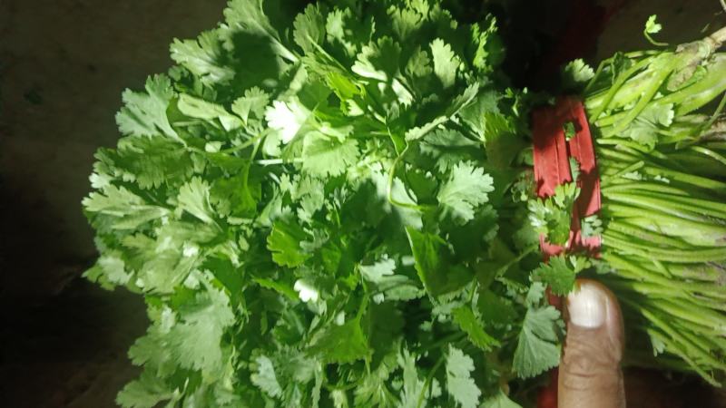 香河产地常年直供精品大叶香菜