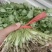 香河产地常年直供精品大叶香菜