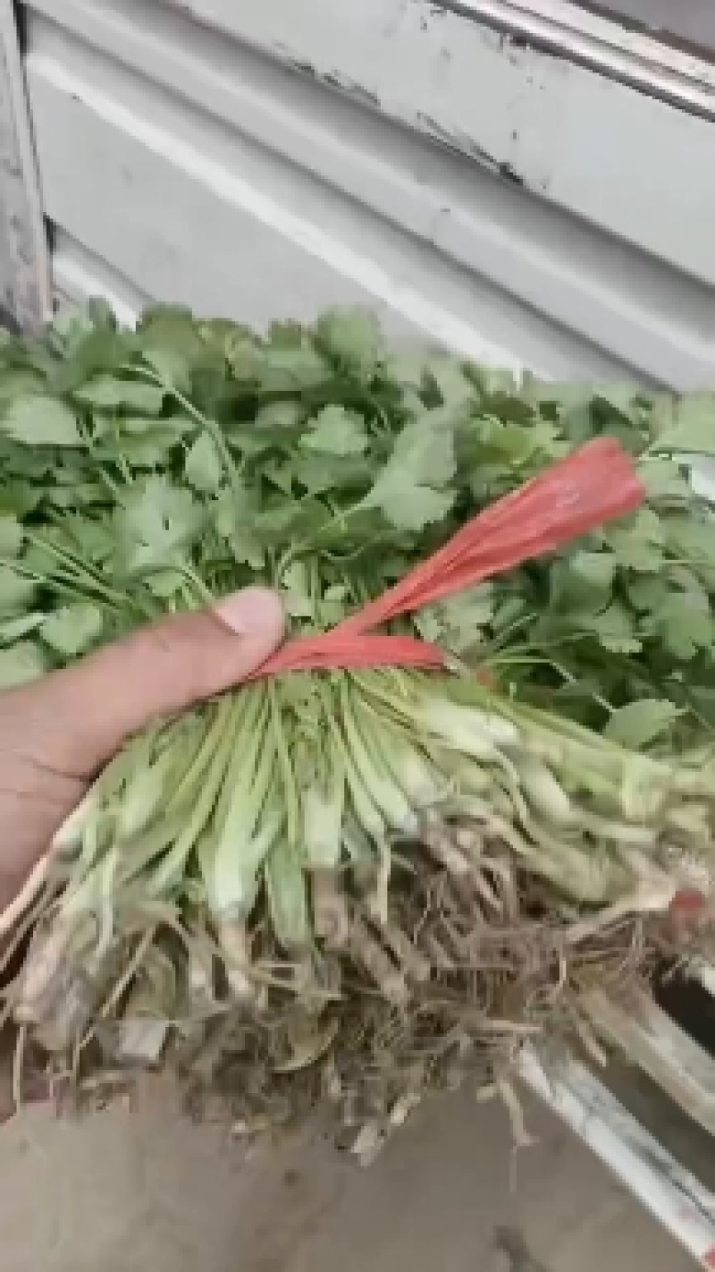 香河产地常年直供精品大叶香菜