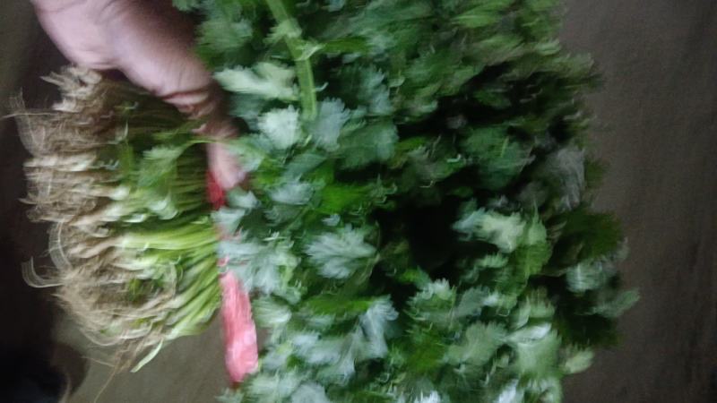 香河产地常年直供精品大叶香菜