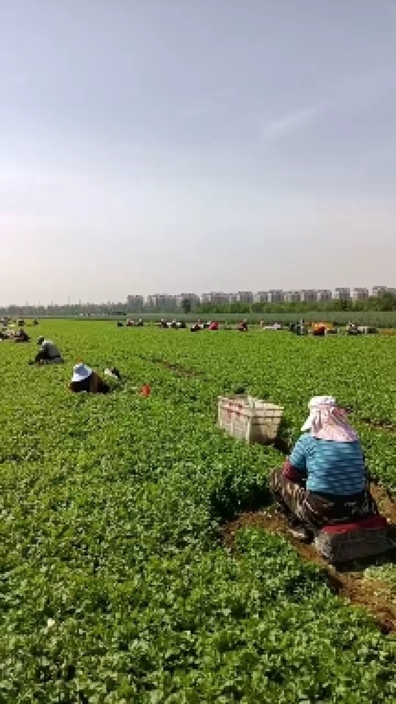 香河产地常年直供精品大叶香菜