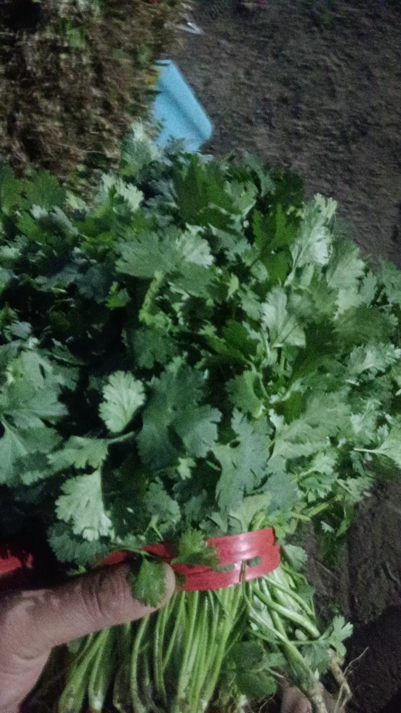 香河产地常年直供精品大叶香菜