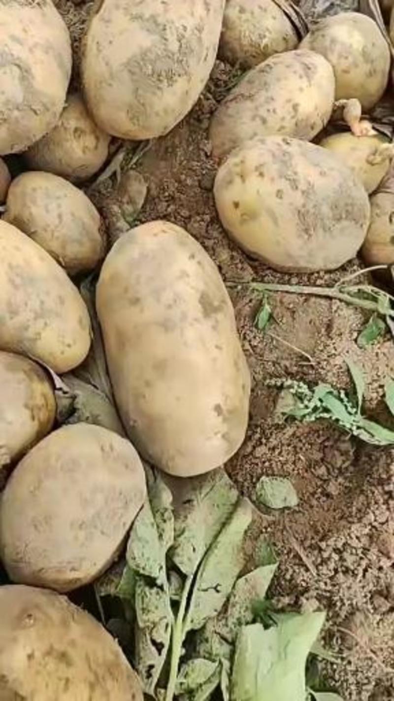 土豆荷兰十五土豆产地视频看货现挖现发货源充足