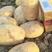 土豆荷兰十五土豆产地视频看货现挖现发货源充足