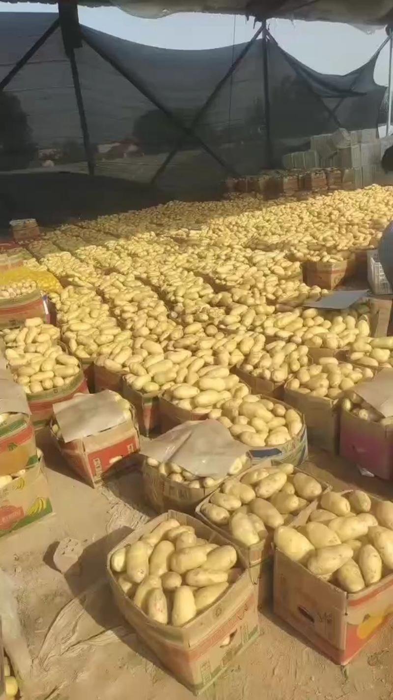 土豆精品沃土中暑品种齐全产地视频看货欢迎订购