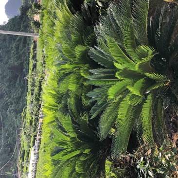 苏铁