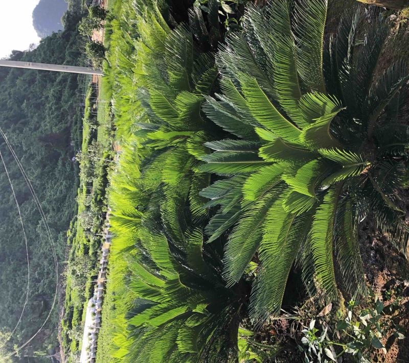 苏铁