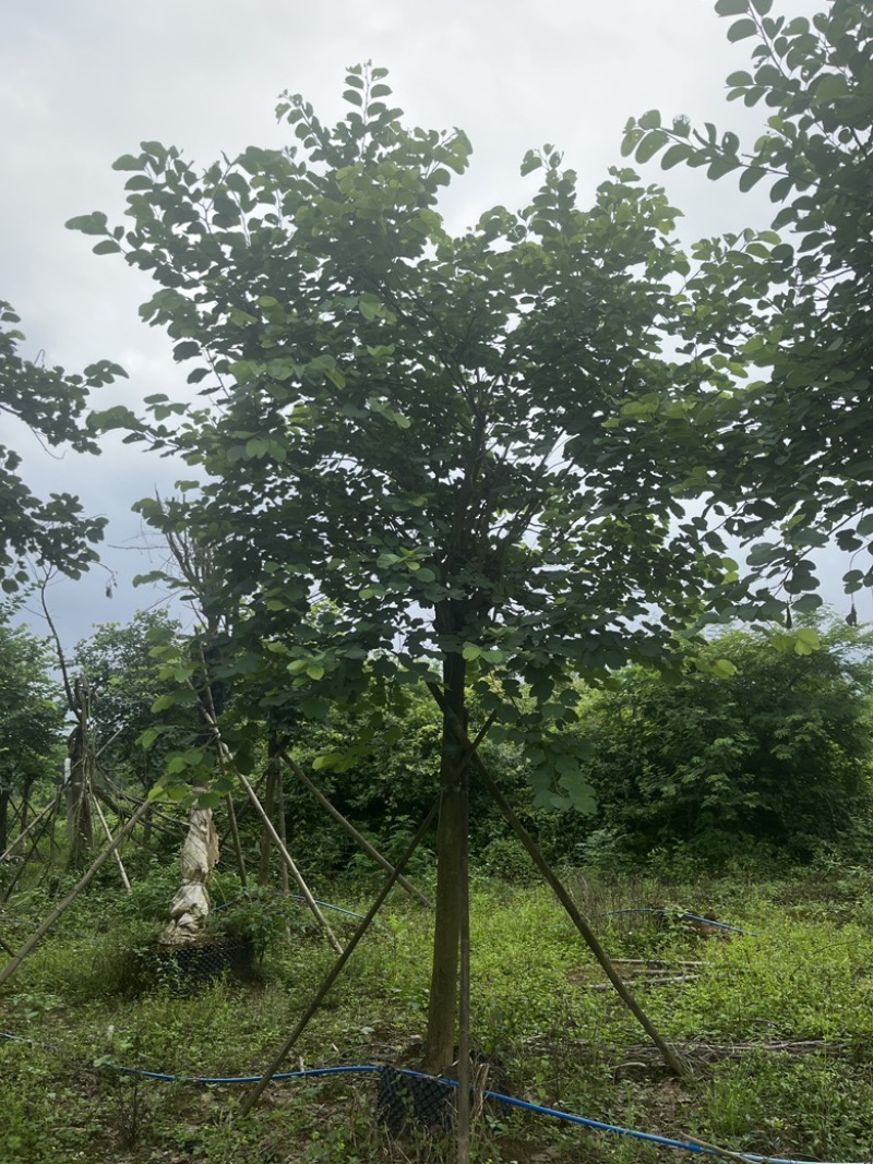 宫粉紫荆。截杆养冠货。骨架货。全冠货均有。欢迎资源选购。