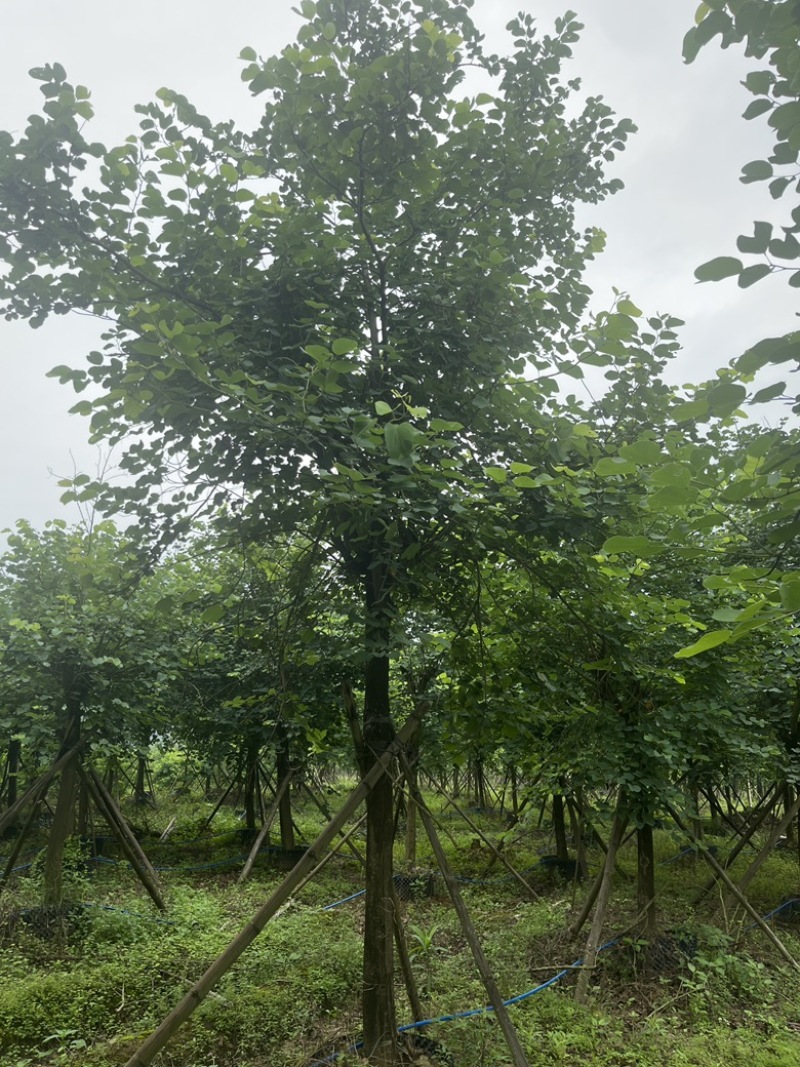 宫粉紫荆。截杆养冠货。骨架货。全冠货均有。欢迎资源选购。