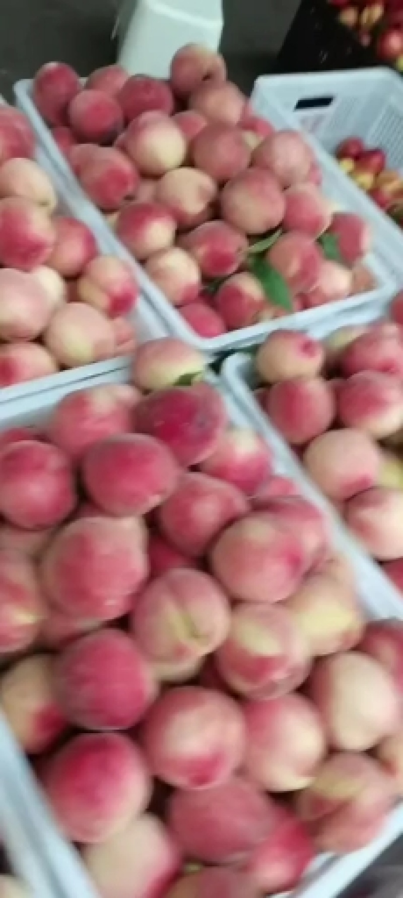 曙光油桃，果园看货，支持视频看货，现摘现发口感好